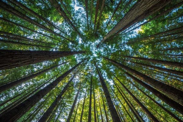 alberi